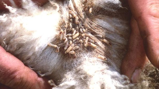 Blowfly Strike Prevention for Sheep!